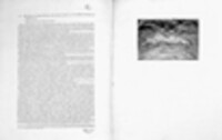Saccharomyces cerevisiae image